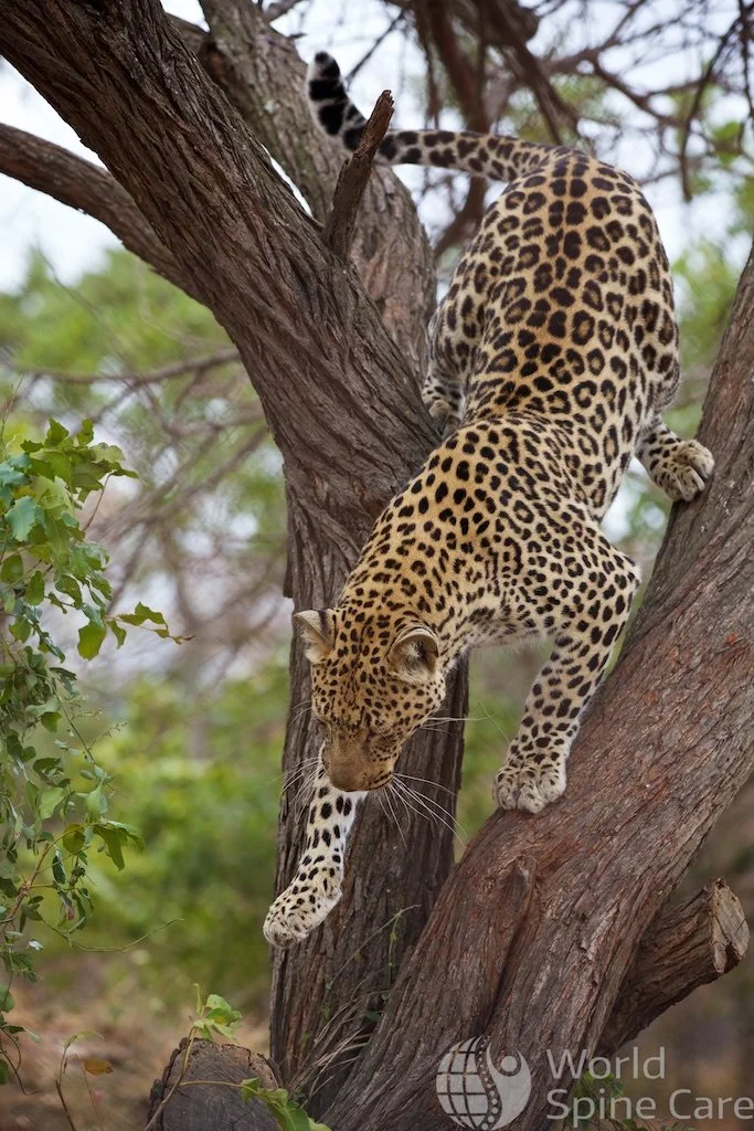 Light-Footed Leopard Tom Hyde Photography | World Spine Care